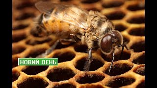 Новий День. Бджоли і трутні