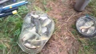 Рыбалка на пруду. Ловля толстолобика, карася, карпа. Рыбалка на попловок в Марий Эл.