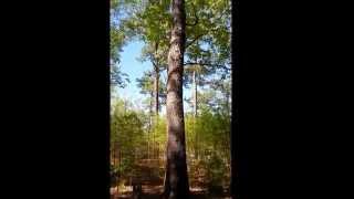 WORLDS OLDEST LIVING LONGLEAF PINE TREE 464+