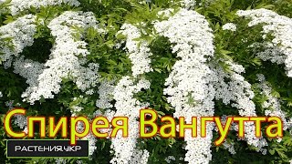 Спирея Вангутта Белая Невеста / садовые цветы