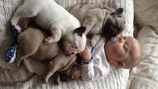 Best Funny Babies and Animals Compilation