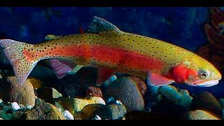 Fishing Planet 0.5.6 Колорадо Уникальная Красногорлая Форель на удочку