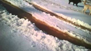 Muskeg Slushy, Argo Conquest