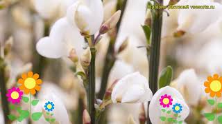 Ракитник ранний Албус. Краткий обзор, описание характеристик cytisus?praecox Albus