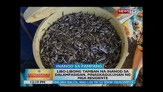 BT: Libo-libong tamban na inanod sa dalampasigan, pinagkaguluhan ng mga residente