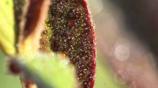 Canon 7D & Canon EF 100mm f/2.8 L IS USM Macro video