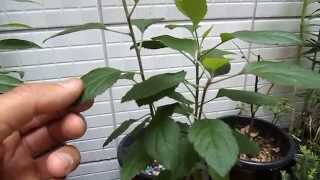 Como Plantar Maçã em Vaso 02