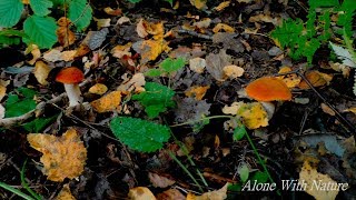 Сбор грибов в сентябре,ведро подосиновиков за 15 минут!!!Mushroom picking in September 2019!!!