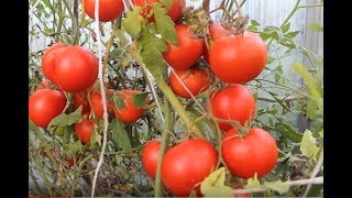 Не Совершайте Моих Ошибок. Паника - Наш Враг. Томаты в Теплице.