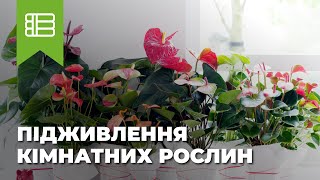 Подкормка комнатных растений