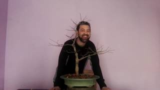 poda de otoño en arce palmatum atropurpureum