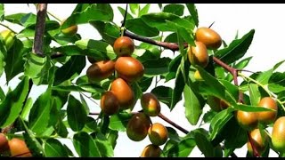 Зизифус,Жожоба, Китайский финик.