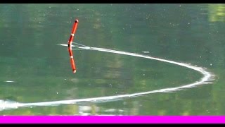 Подлещик и красноперка, ловил над дном. Рыбалка на поплавок. fishing, ikan, câu cá, memancing