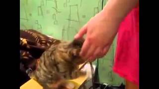 Кот просит погладить #чуча