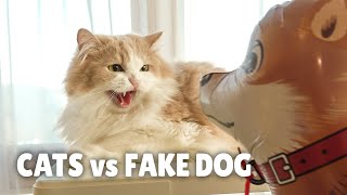 Cats vs Fake Dog