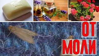 Как Избавиться от Моли?!
