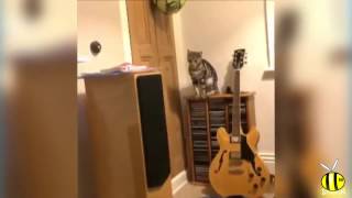 Коты в шоке