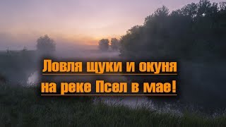 Ловля спиннингом щуки и окуня на реке Псел в мае!