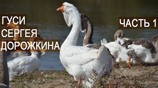 ХОЛМОГОРСКИЕ ГУСИ это не бизнес! Сергей Дорожкин. Часть1