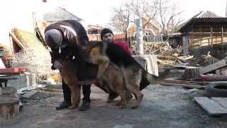 Немецкая овчарка вязка (German Shepherd) Mating in dogs