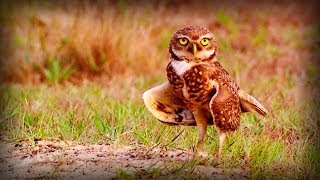 Brazil: Protected Nature (full documentary)