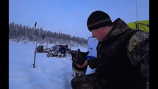 Бывает и такое!.. Глухозимье. Джинка идёт на поправку.
