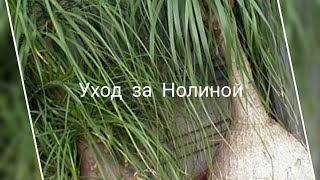 Нолина (Бокарнея) . Или Слоновая Нога
