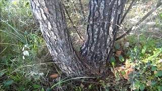 Красивые сосны в горах Сьерра де Михас, природа Испании, Sierra de Mijas, 12/01/2020