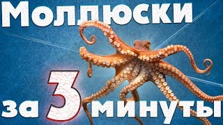 Моллюски. Мини-урок. Биология за 3 минуты.