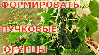 РЕЗУЛЬТАТЫ ЗРИТЕЛЕЙ СТАВРОПОЛЬ, ПУЧКОВЫЕ ОГУРЦЫ формировка