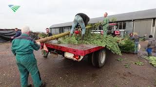 Melkveehouder zoekt kerstbomen