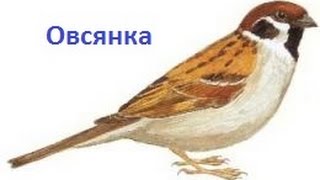 Пение птиц - Овсянка