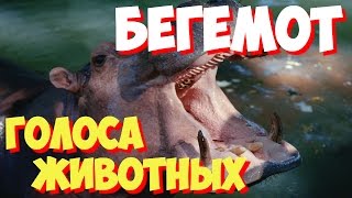 Учим голоса птиц и звуки животных. Звуки природы слушать онлайн БЕГЕМОТ