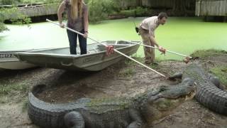 How to Feed a Gator | The Real Wild Animals of New Orleans