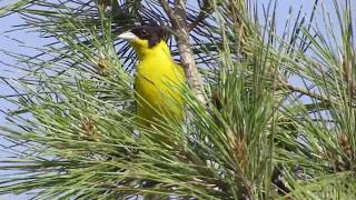 Black-headed bunting (Emberiza melanocephala) Αμπελουργός - Τιρίλινγκος -  Γρύλλος - Cyprus