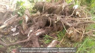 Хрен как бизнес идея Какой хрен лучше?!