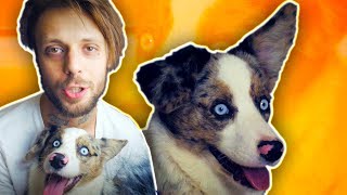 я купил больного пса