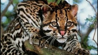 Jaguatirica ou gato do mato   felino das matas Sul Americanas