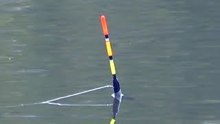 ЛОВЛЯ на ПОПЛАВОК!!! РЫБАЛКА МАХОВОЙ УДОЧКОЙ на ВОДОХРАНИЛИЩЕ