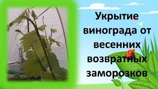 УКРЫТИЕ ВИНОГРАДА ОТ ВЕСЕННИХ ЗАМОРОЗКОВ. КАК ВЫРАЩИВАТЬ ВИНОГРАД В МОСКОВСКОЙ ОБЛАСТИ.