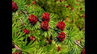 Лучшее хвойное дерево ? Уход за лиственницей ? Советы от Garden-zoo