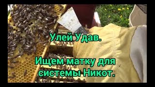 Улей Удав. Ищем матку для системы Никот. Beekeeping.