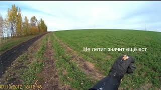 Сокол Чеглок полёты, тренировка и др. 7 окт 2017