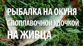 ЛОВЛЯ на ЖИВЦА ОКУНЯ на ПОПЛАВОЧНУЮ УДОЧКУ. НОРМУНД ГРАБОВСКИС