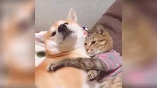 Смешные приколы с животными. Веселые собаки, кошки и другие животные.