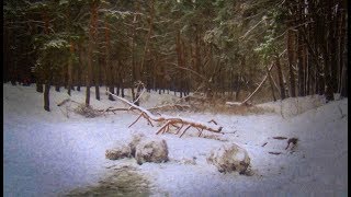 Григоровский бор Харьков февраль 2018
