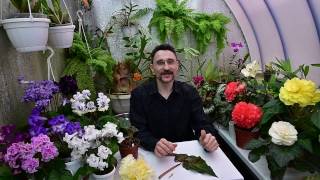 Болезни клубневых бегоний. Серая гниль.