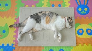 猫部屋に珪藻土のマットを置いてみた結果、まさかの事態に‥