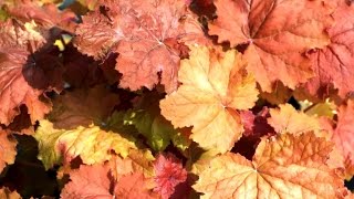 Best Perennials - Heuchera 'Kassandra' (Coral Bells)