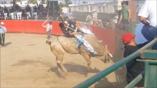 Campeoncito De Cuetzalita Guerrero